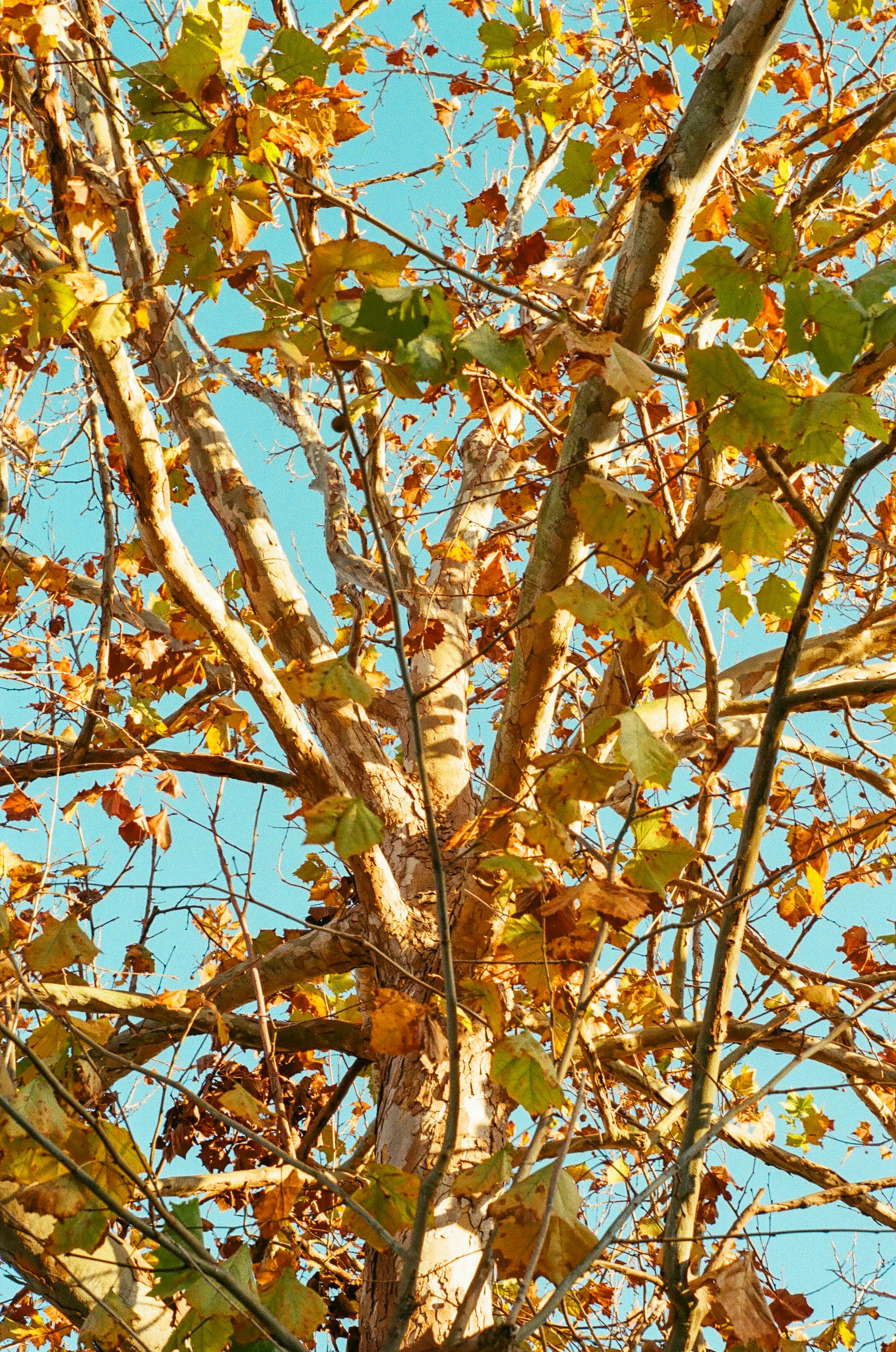 green and brown leaves tree